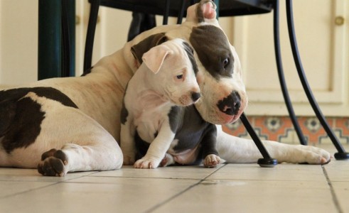 How-Do-Pit-Bulls-Act-Around-Their-Pups